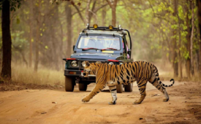 Safari Tour