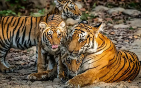 Dhikala Tiger Tour