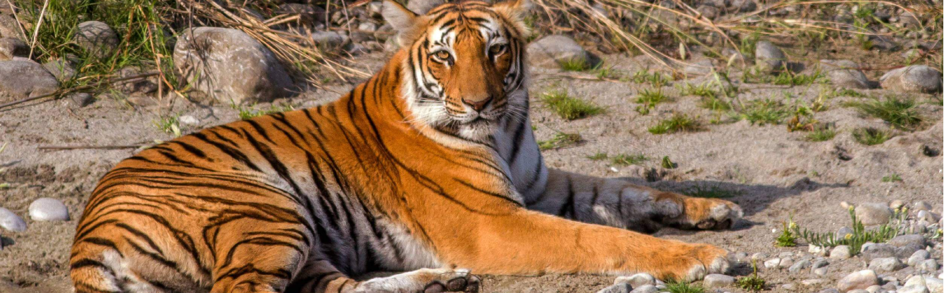 About Jim Corbett