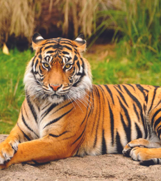 Bengal Tiger