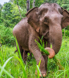 Asian Elephant