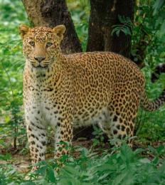 Leopard