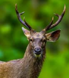 Sambar Deer