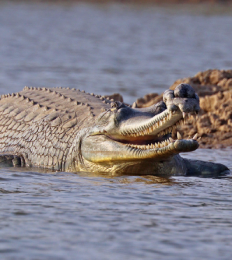 Gharial Crocodile