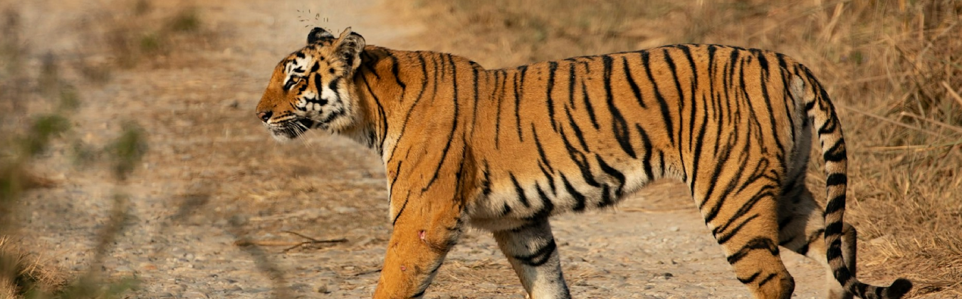 Jim Corbett