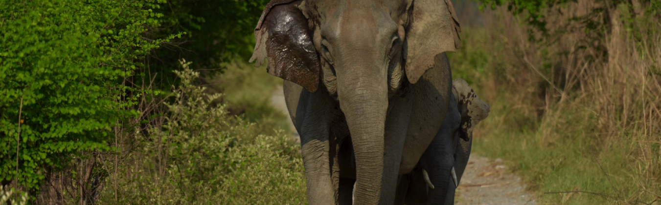 Jim Corbett National Park