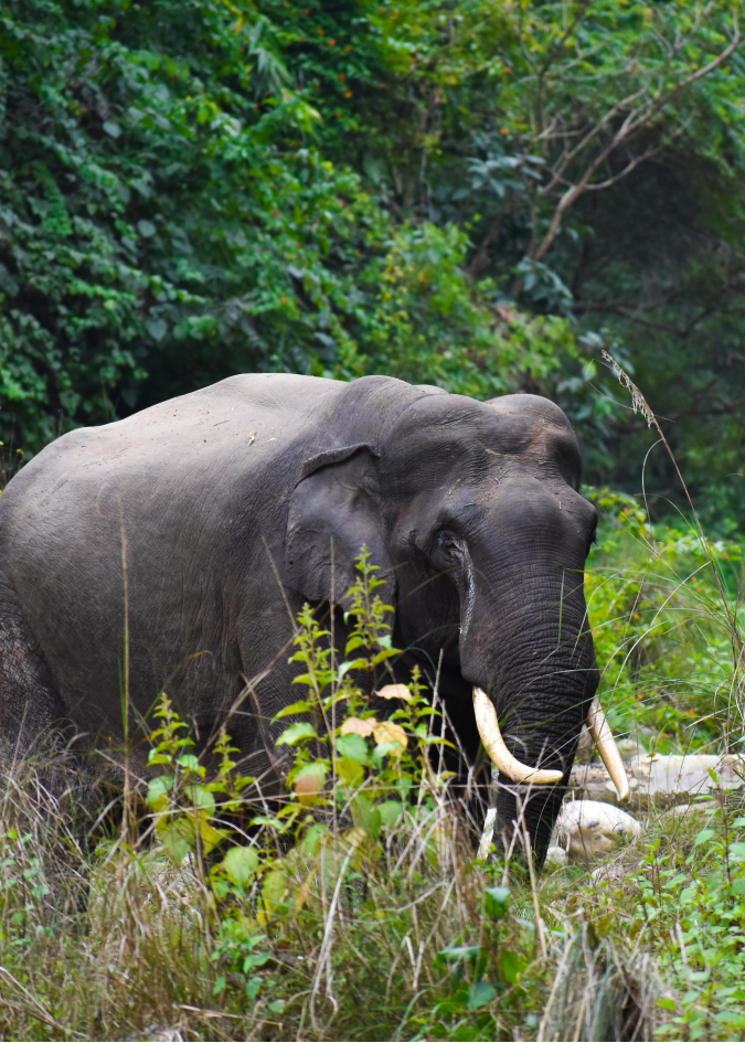 Elephant in Corbett forest
