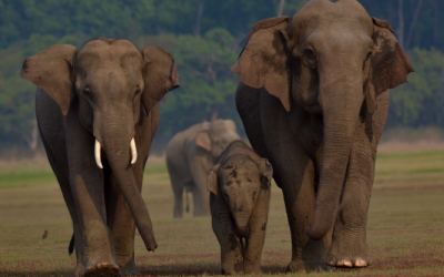 Elephant Safari Corbett