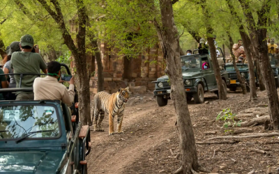 Jeep Safari Corbett
